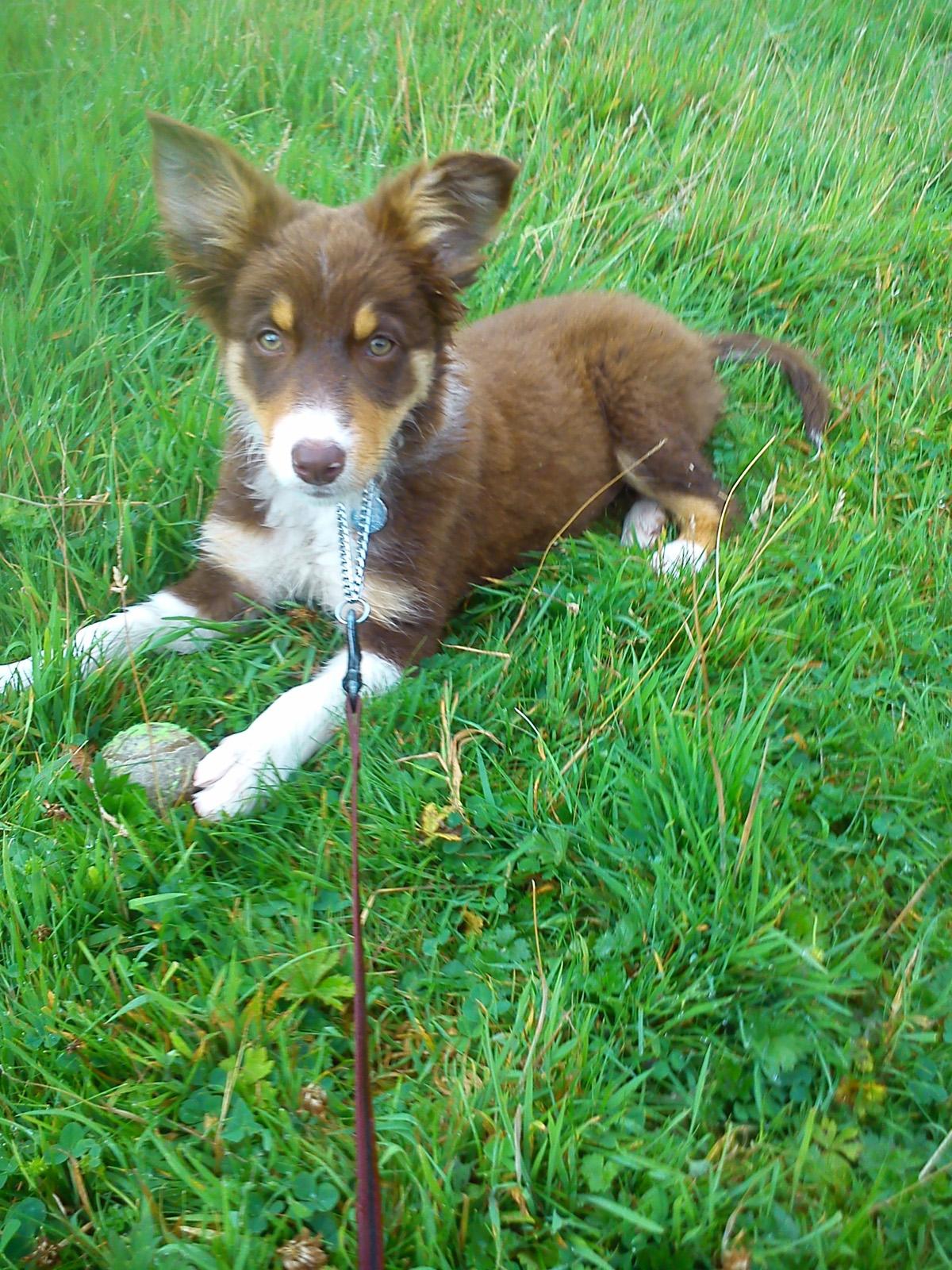 Comberbach's David and Carol Sykes' beautiful border collie puppy, Ruby 