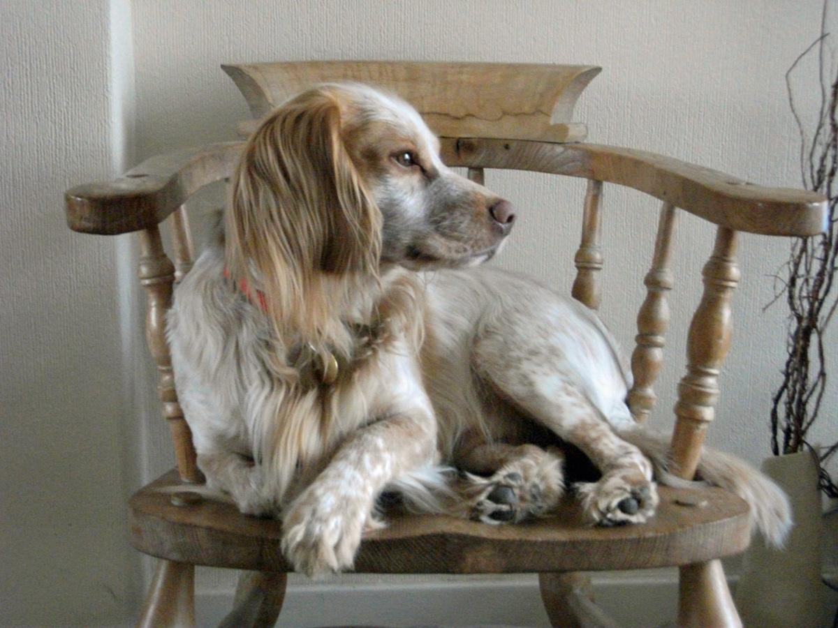 Stanley, the working cocker spaniel of Garry and Deborah Cox of Rushton Drive, Middlewich.
