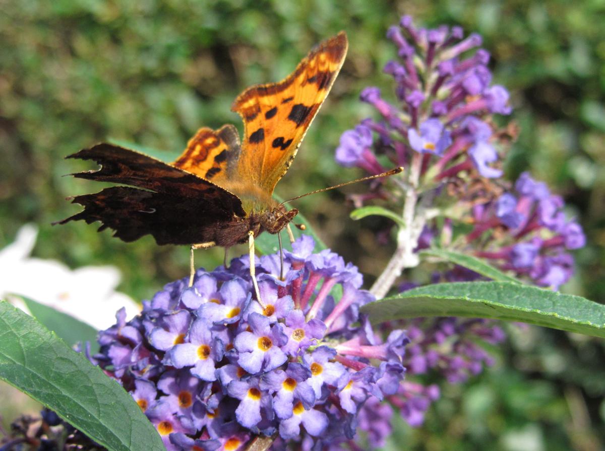 Wendy Mahon took this picture of a 'comma' butterfly in her garden in Weaverham
