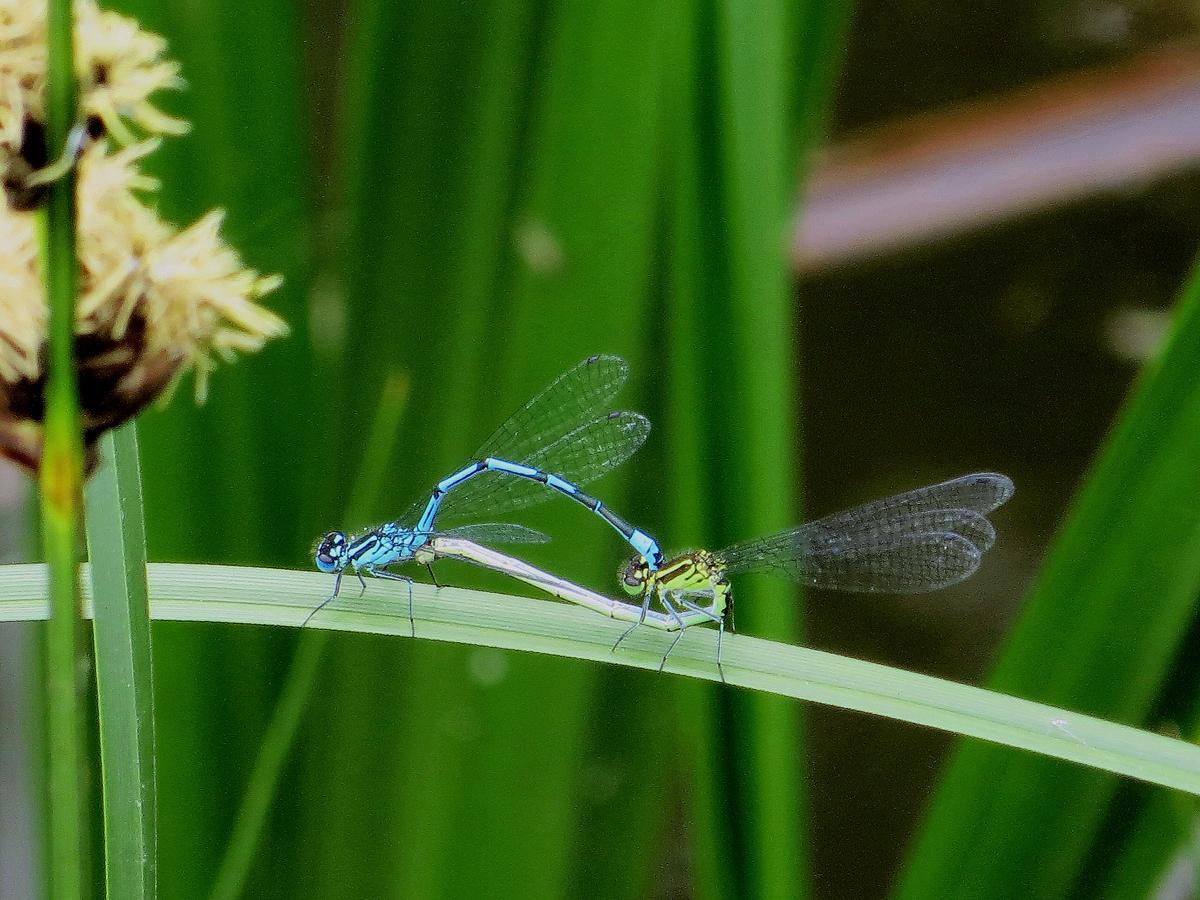 Tony Walker, from Davenham, took this photo of two mating dragonfly above the Vale Royal locks on the River Weaver