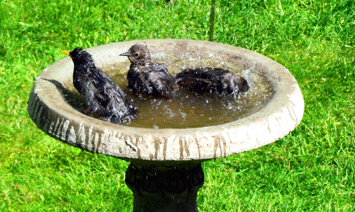 This family of Starlings bathing together in the bird bath was taken by Tony Walker in his garden, during the spell of hot weather last year