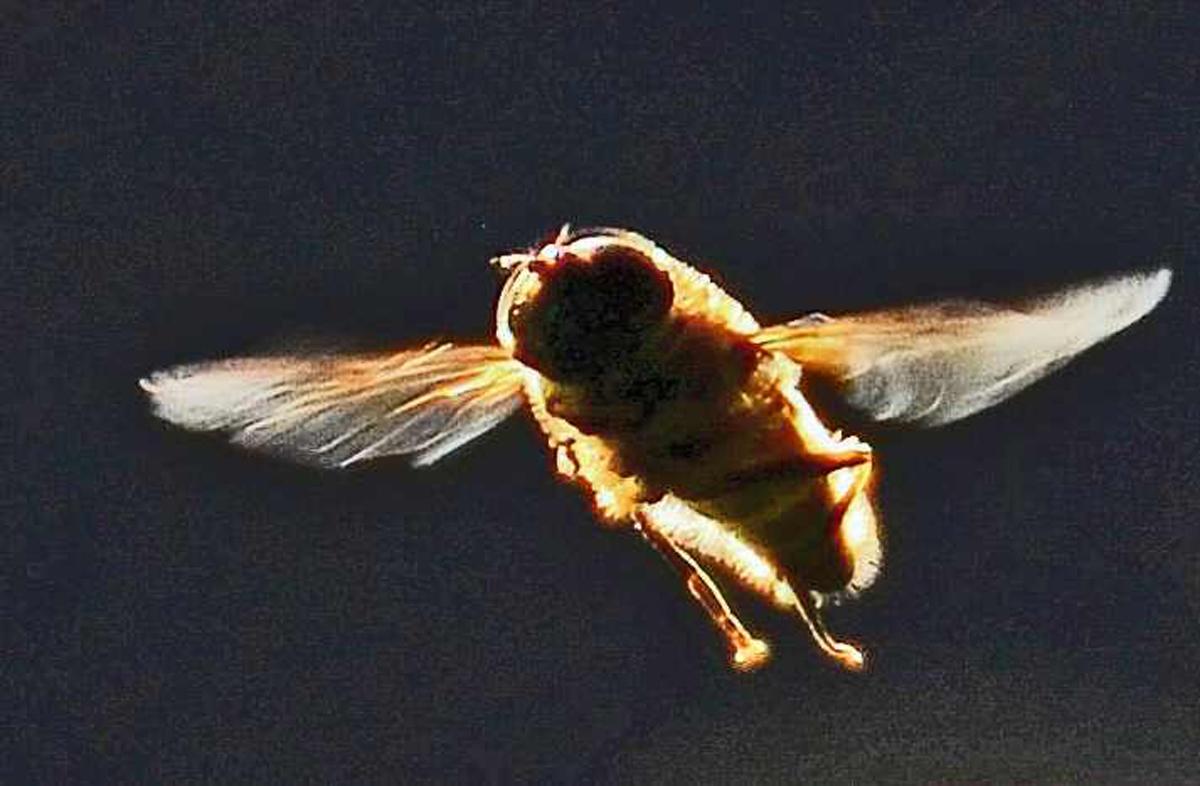 A ghostly hoverfly illuminated by the late afternoon sun. Taken by Bob Mocock.