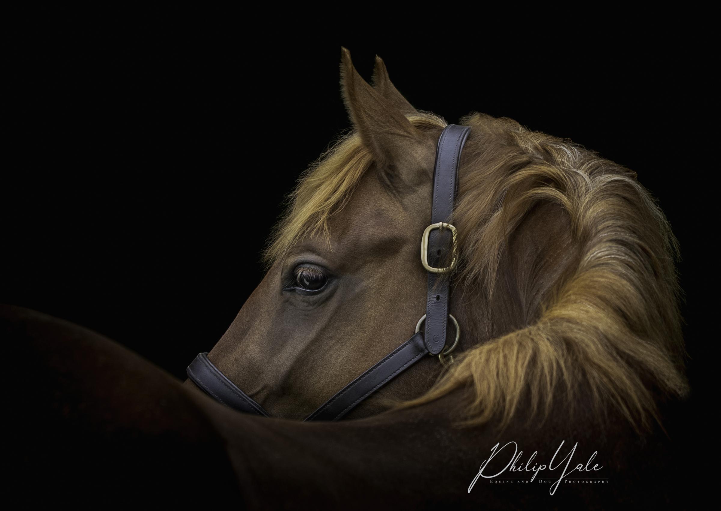 One of Philips equine photographs
