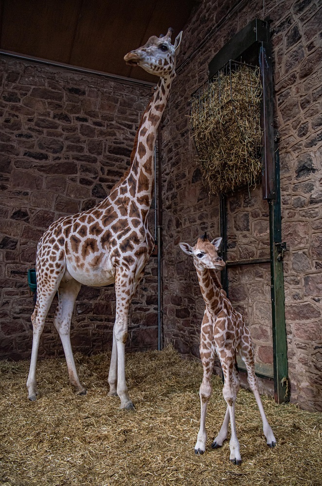 The birth of a rare baby giraffe has been captured on Chester Zoo cameras.