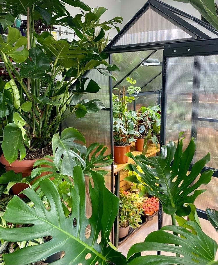 Nathan has created a tropical jungle inside a greenhouse to showcase a selection of rare and unusual house plants