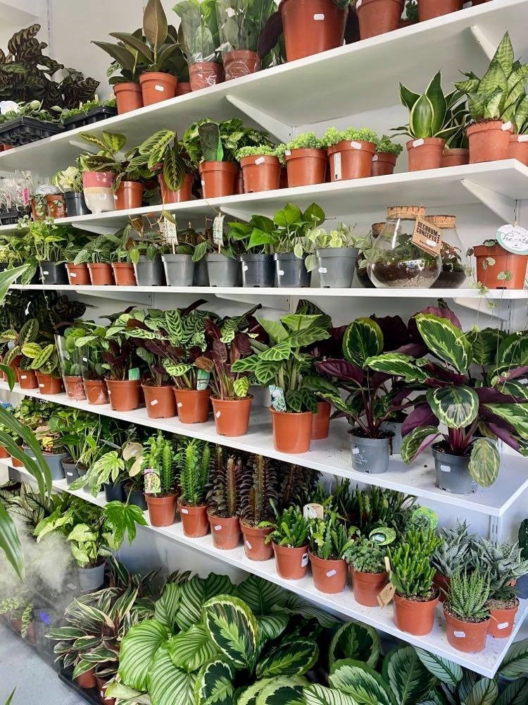 Customers are offered advice on how to nurture plants when they take them home