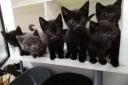 These cute little kittens are among hundreds of lost, unwanted, abandoned and injured pets found new loving homes by the charity Tails Animal Rescue