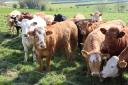 An expert will be talking to farmers about Bovine TB