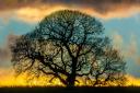Ye old oak tree by Alan Bailey