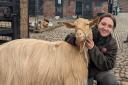 Emily the goat loves people, but really hates the rain, says Tatton Park Farm aminal keeper Hannah Booth