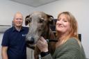 Northwich vet saves life of lurcher puppy George with 'high risk' spinal surgery