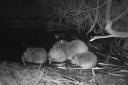 Hatchmere Nature Reserve in Delamere Forest is now home to seven beavers