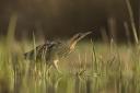Marbury Reedbeds is a haven for overwintering bitterns, one of the UK's rarest birds