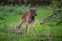 Incredibly rare Philippine spotted deer born at Chester Zoo.