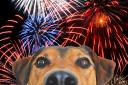 A Cheshire vets has offered some tips to keep dogs and cats safe this fireworks season