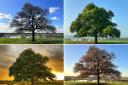 The lone tree in Marbury Park through the seasons