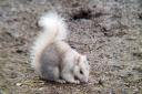 A rare white squirrel was attacked at Marbury Country Park