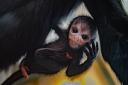 A rare spider monkey has been born at Chester Zoo.