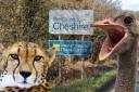 Cheetahs and ostriches are among the wild dangerous animals being kept as 'pets' in Cheshire