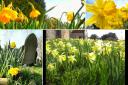 Delightful daffodils around St Helens on St David's Day