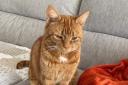 Appeal to find missing Great Sankey cat Ronnie