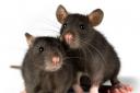 Rats! I'm moving to Halton for cheaper vermin control