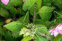Snapped By You: Dragonfly among the leaves