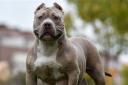 Owners of an 'XL bully' in Winsford could be summonsed to court. Stock image