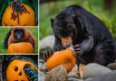 Animals at Chester Zoo have been enjoying a pumpkin party ahead of Halloween - see the video here (Chester Zoo)
