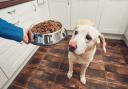 Dog behaviour: 'Fussy eating can be incredibly worrying, but there are ways to help'