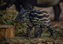 Chester Zoo's new Malayan tapir.