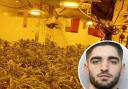 Eduard Miceli has been sentenced to 24 months after police discovered more than 100 cannabis plants in his home
