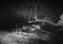 Three new beaver kits have been spotted at Hatchmere Nature Reserve