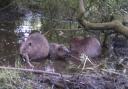 The announcement of new beaver kits at Hatchmere Nature Reserve has led to a flood of donations