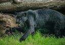 Rare female black jaguar Inka has arrived at Chester Zoo
