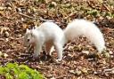The exact number of white squirrels in the UK isn't known, but there could be as few as 25, according to experts