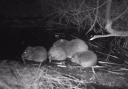 Beaver babies born at Hatchmere have been named