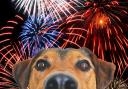 A Cheshire vets has offered some tips to keep dogs and cats safe this fireworks season