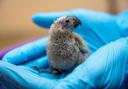 Two Mitchell's lorikeets have hatched at Chester Zoo, giving conservationists hope for the future of the species