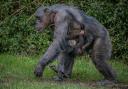 Joy as rare baby chimpanzee is born at Chester Zoo