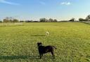 Dog park applications could be set to surge