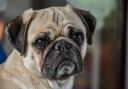 The founder of a pug rescue charity continues to be banned from being a trustee after losing her appeal