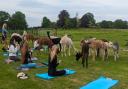 Alpacas adding a new and interesting dimension to Pilates classes