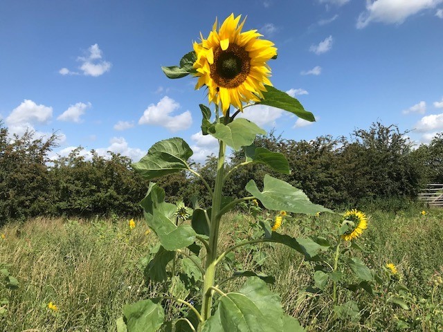 One of the sunflowers at Little Heath Farms meadow