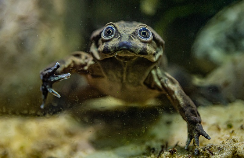 Rare ‘scrotum’ frogs on the edge of extinction go on display at Chester Zoo.