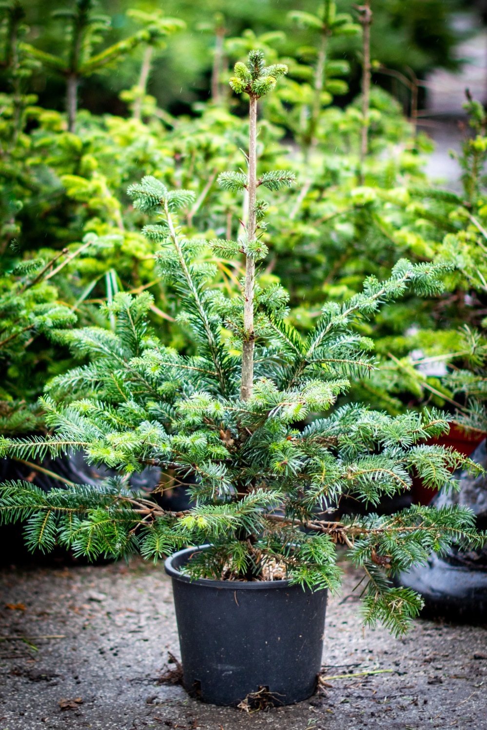 Mishapen Christmas trees looking for a new home