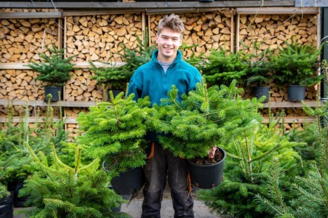 Aborist Tom Liptrott with some container grown Christmas trees at Cherrytree Farm