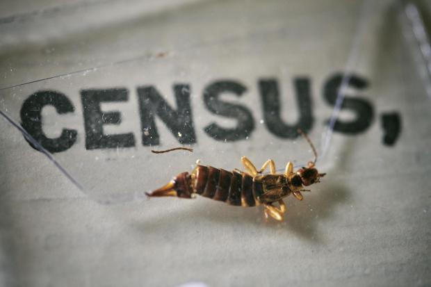 Northwich Guardian: An insect, which died at some point in the last 100 years, being removed from the pages of the 1921 Census at the Office for National Statistics (ONS) near Southampton. Photo via PA.