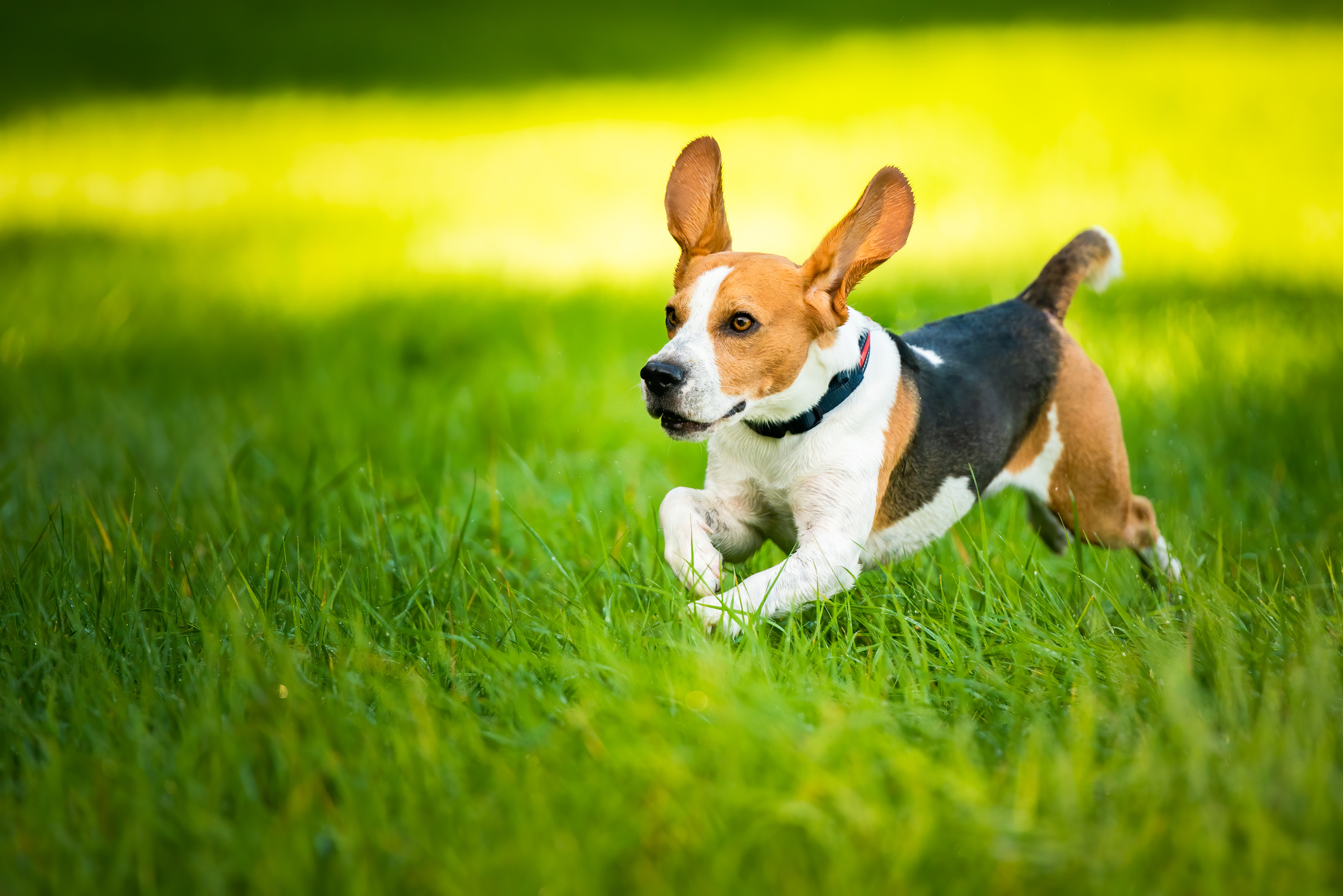 Dog Beagle running fast and jumping with tongue out through green grass field in a spring (Getty)