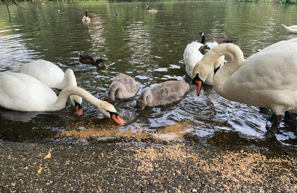 Swans and cygnets at Winsford Marina before the outbreak of bird flu